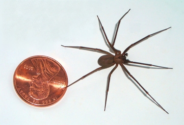 Brown Recluse Spider